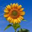 Sunflower_sky_backdrop